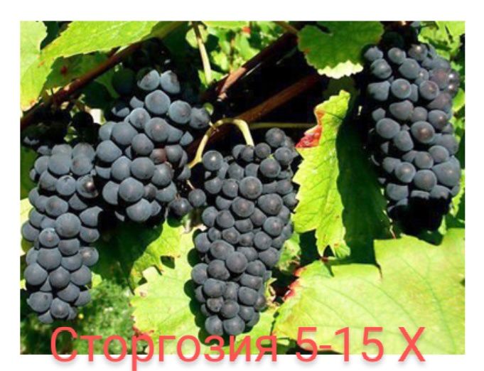 Лози за вкореняване