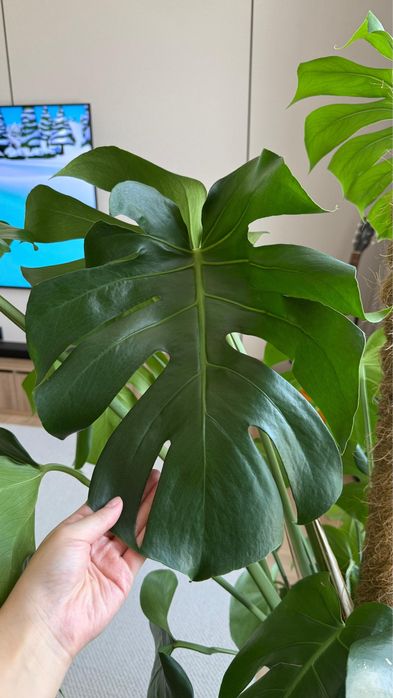 растение Монстера с кашпо