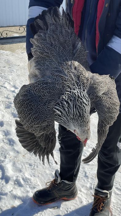 Инкубационные яйцо пароды Брама