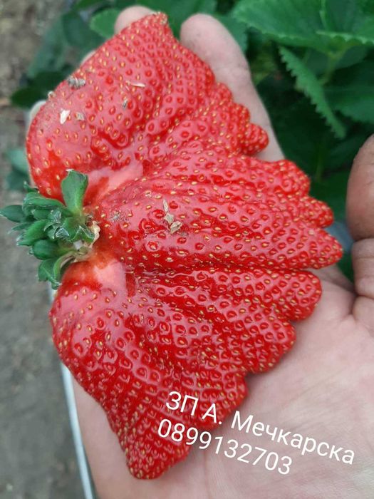 Продавам разсад ягоди сорт Алба