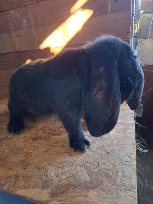 Femela berbec german