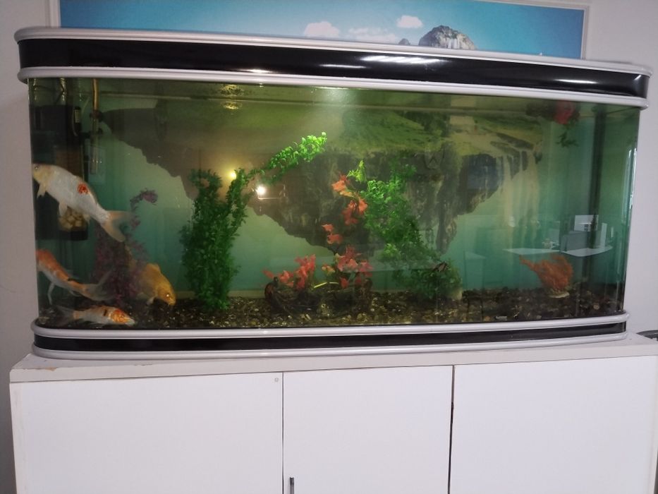 Аквариум с рыбами