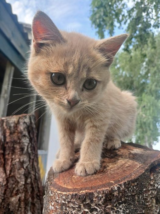 В добрые руки, котят