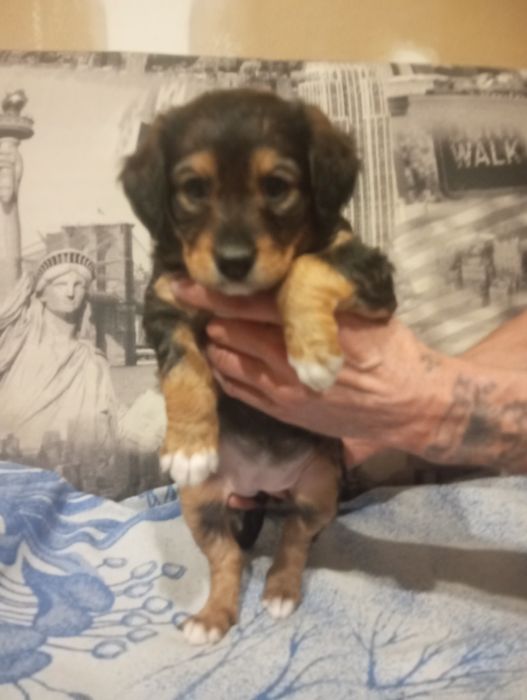 Отдам щенков в добрые руки