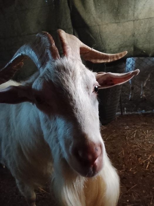Vând țap sannen de  ,4 anii