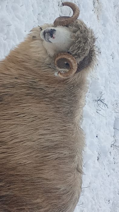 Vând berbec Țurcan oacheș