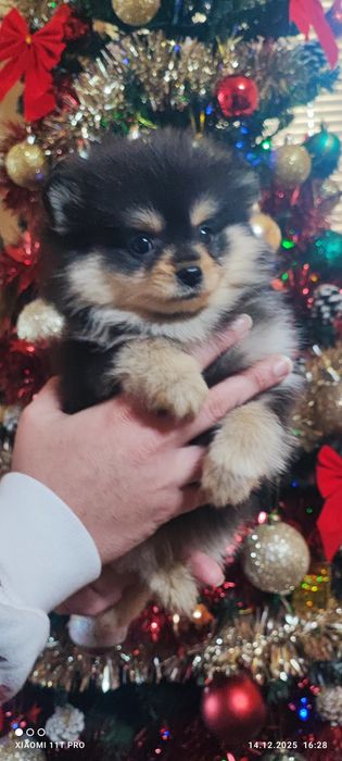 Померанче момиче