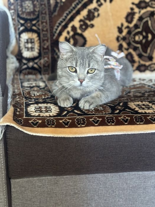 Кошки Аксу бесплатно