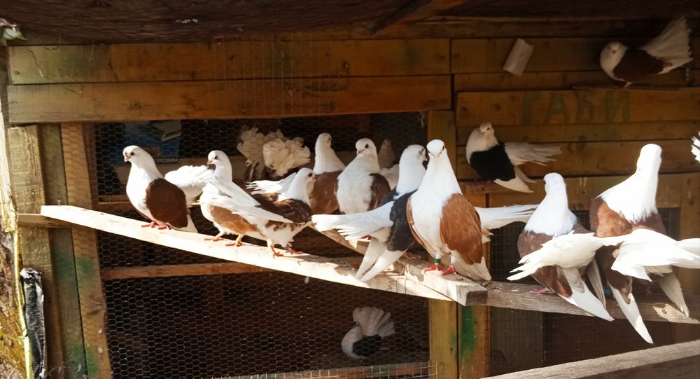 Гълъби...ЧИЛИКИ...