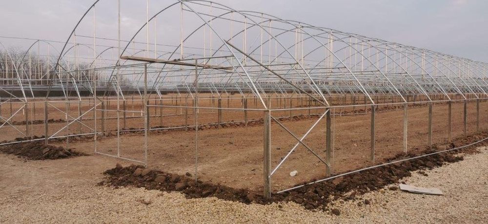 Solarii Rezistente  Baleni Sârbi