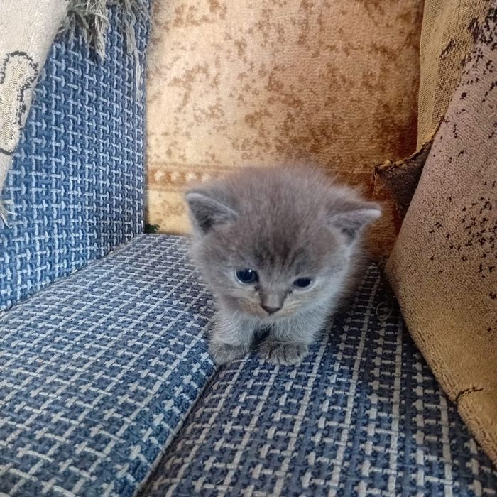 Котята британские