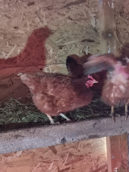 Cocos si gaini de vanzare