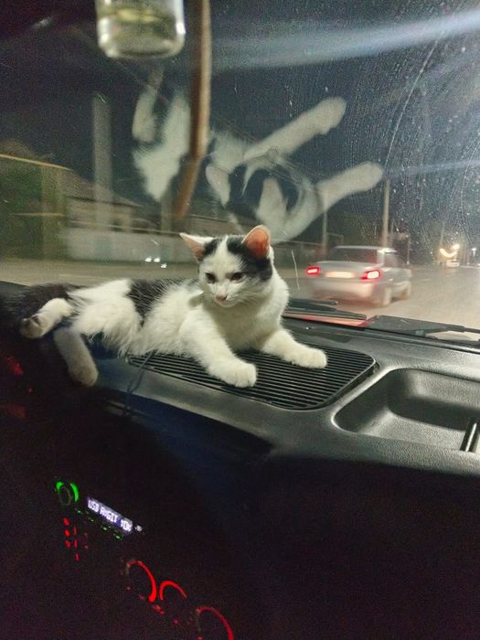 Животные, котята