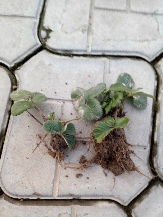 Qulupnay ko'chat 2000 so'mdan