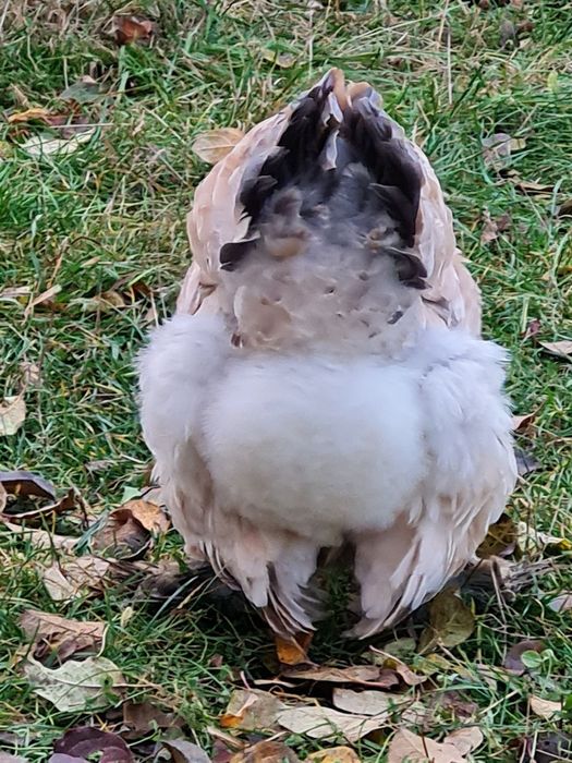 Gaini si cocosi Brahma