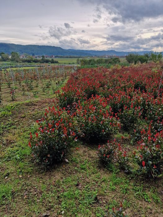 Leylandii / Prunus Laurocerasus / Photinia / Gard viu