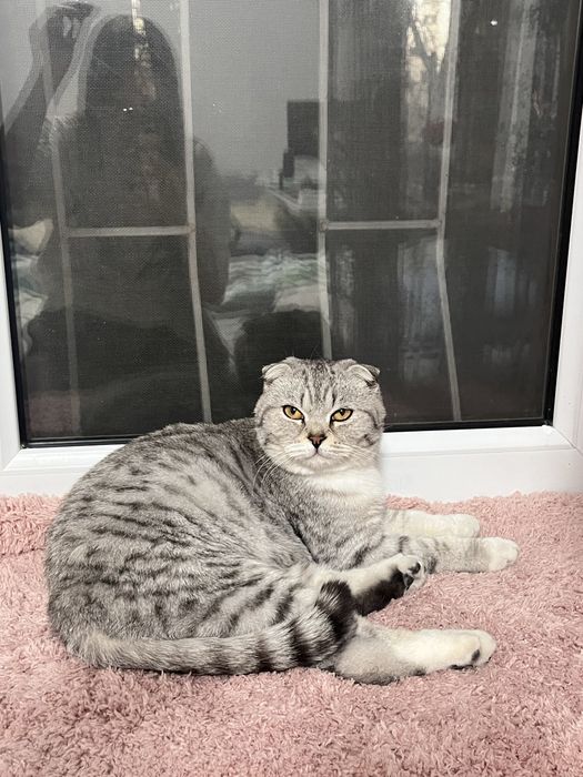 Нашли шотландскую кошку!