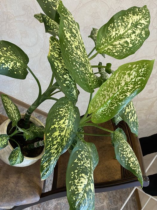 Продам Диффенбахию