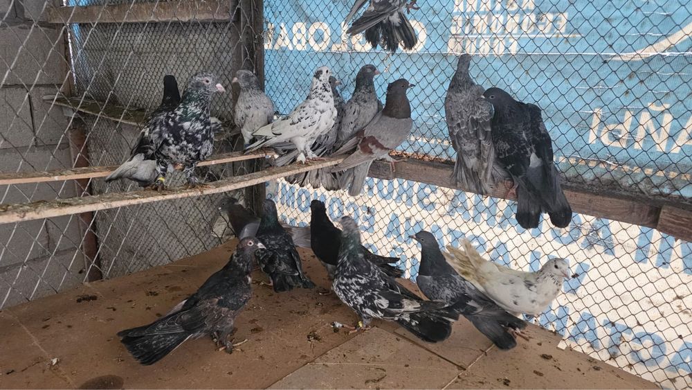 Продам летный Голубей