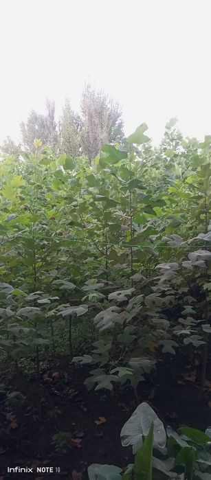 Lola darahti , лола