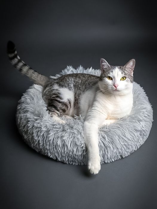 Кошки/коты стерилизованные