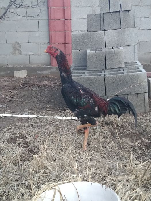 Дакан қораз сатам