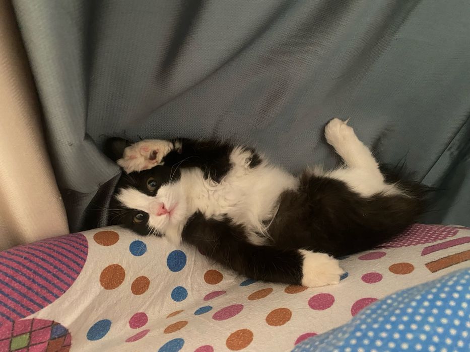 Котенок ищет дом