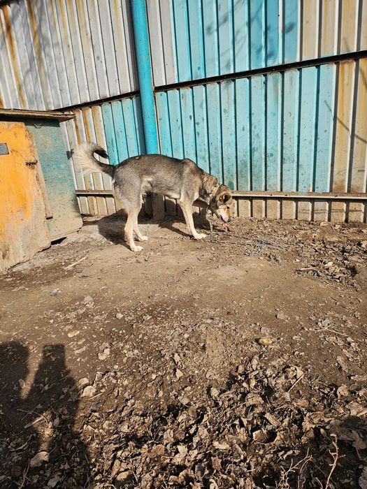 В добрые руки  Собака крысолов бесплатно
