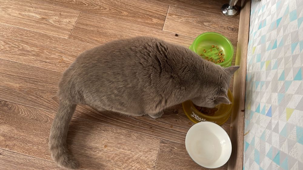 Британская кошка