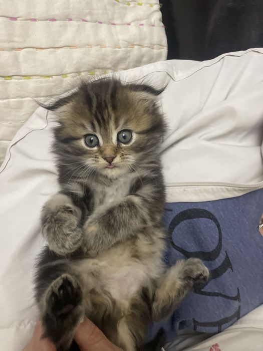 Девочка вислоухий Мэйн Кун