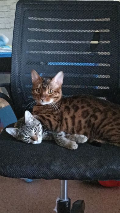 Бенгальский кот (вязка)