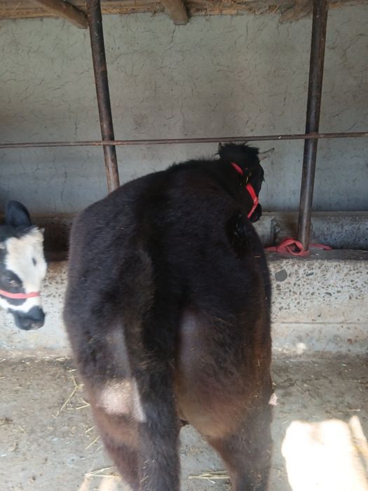 Тана сотилади манзил самарканд жомбойда