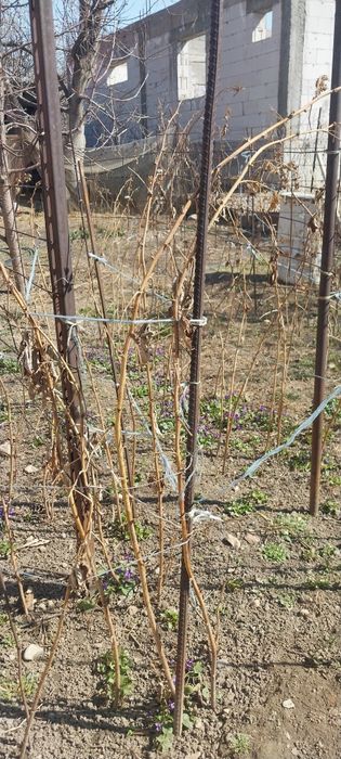 Саженцы из домашнего сада