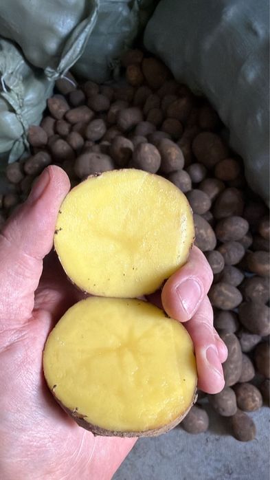 Продаю картофель