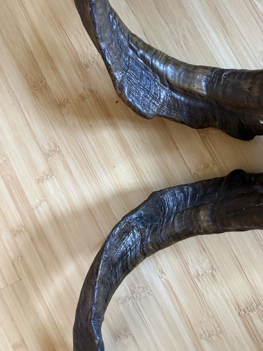 Coarne Kudu , trofeu