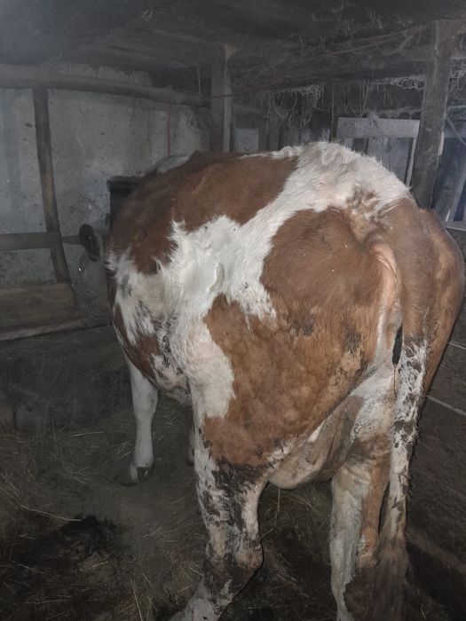 Vand juninca sau vaca , doar una dintre ele