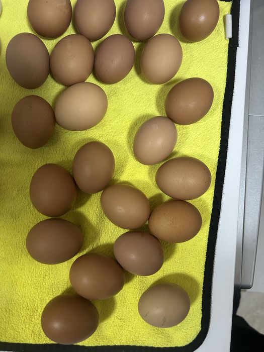 Куры Несушки Ломан Браун