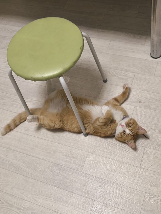 Рыжий кот потеряшка ищет дом!