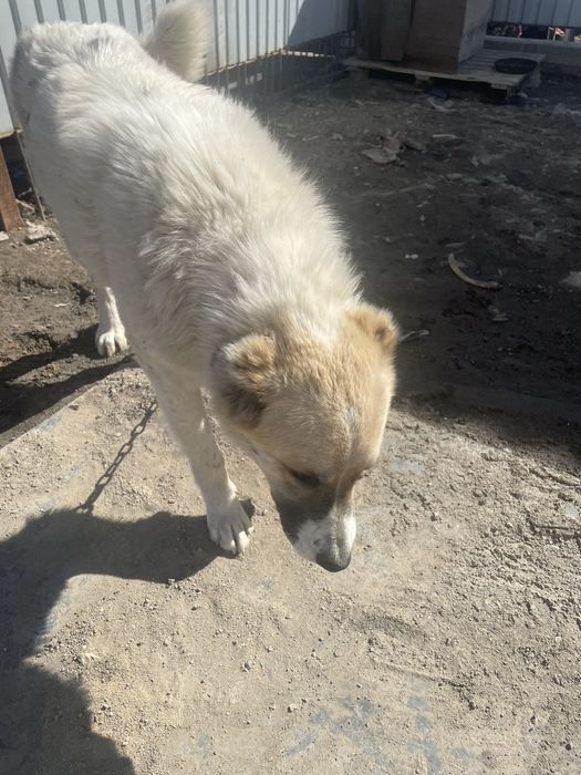 Қазақы төбеттің тұқымы