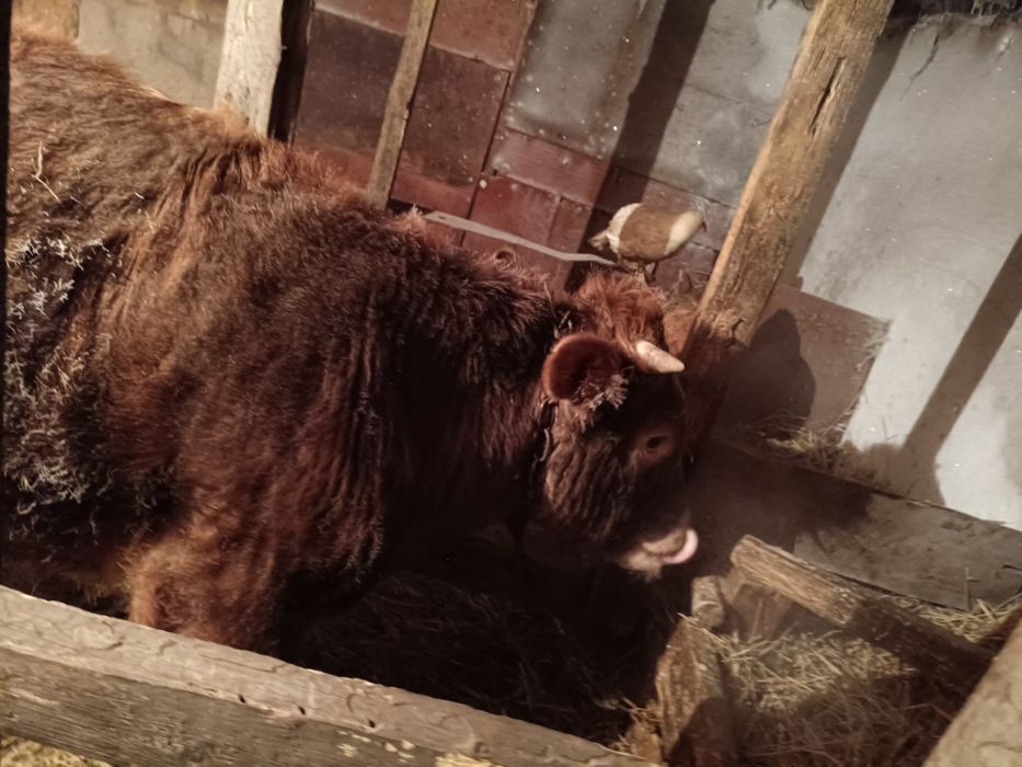 Продам бычок годовалый