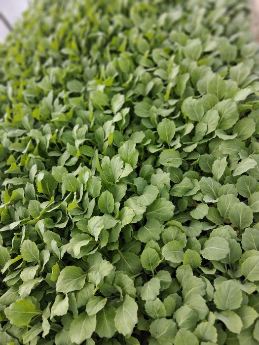 Vand rasad de  varza de vara plata cu frunza subtire