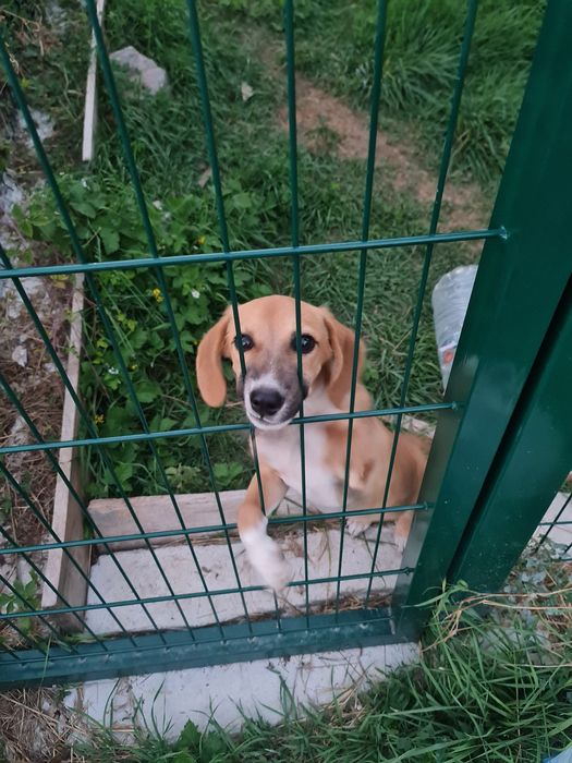 Подаряваме мъжко кученце