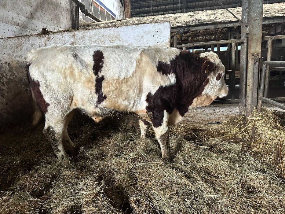 Tauri  cu certificat de origine