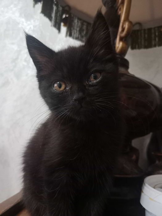 Котенок в добрые руки, девочка