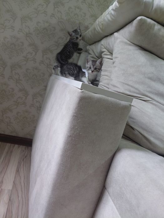 Животные 123 кошачки ₽&8 в наличие