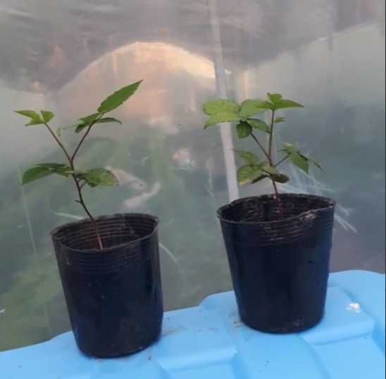 Ежевика Блекджем. Ejevika Blekdjem