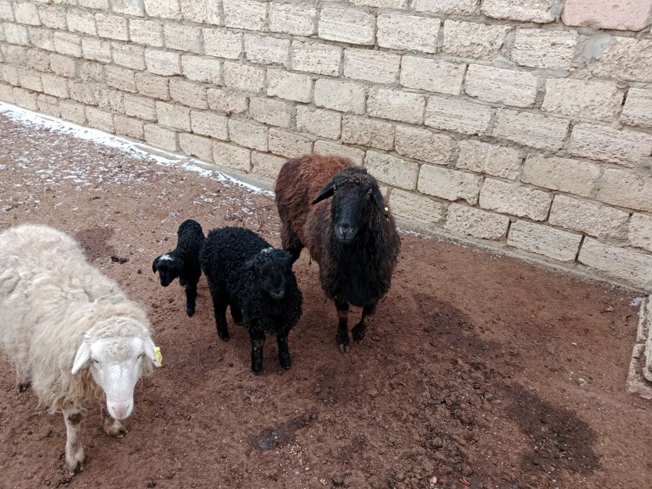 Қозылы қойлар сатылады семіз жемде тұр