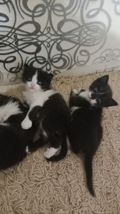 Отдам котят в добрые руки
