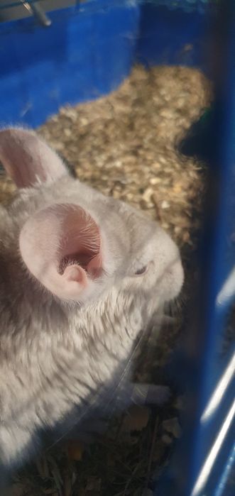 Шиншилла в продаже