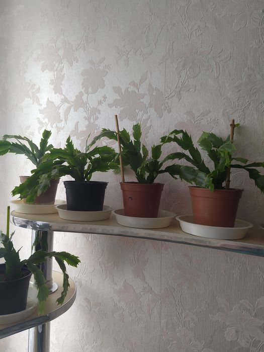 Декабрист белый махровый